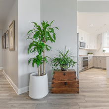 Load image into Gallery viewer, The Plaza | Harbour Island